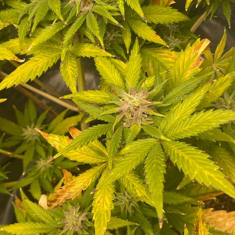 Pink Rozay growlog timeline photo