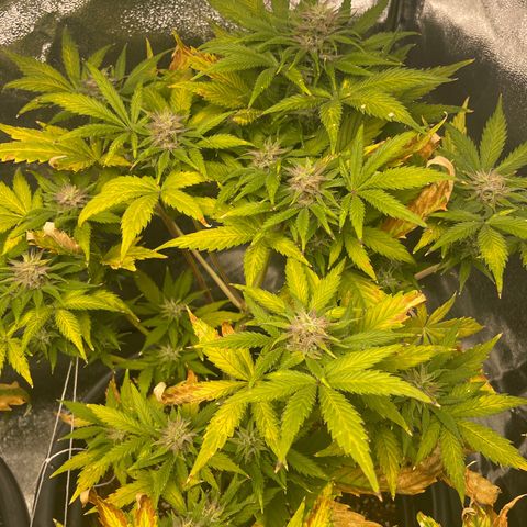 Pink Rozay growlog timeline photo