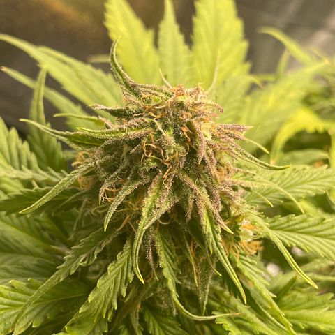 Watermelon candy  growlog timeline photo