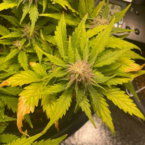 Watermelon candy  growlog timeline photo