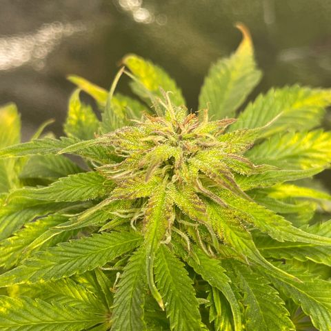 Sticky Beast Automatic growlog timeline photo