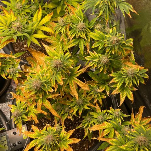 Runtz Auto growlog timeline photo