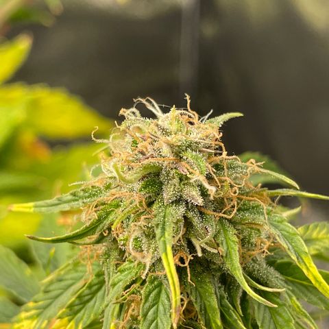 Runtz Auto growlog timeline photo