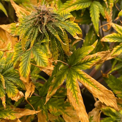 Runtz Auto growlog timeline photo