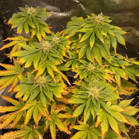 Sticky Beast Automatic growlog timeline photo