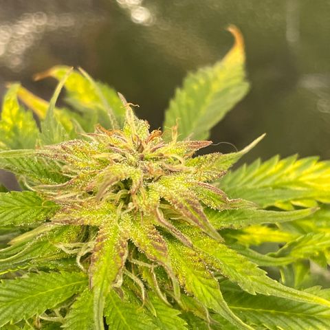 Sticky Beast Automatic growlog timeline photo