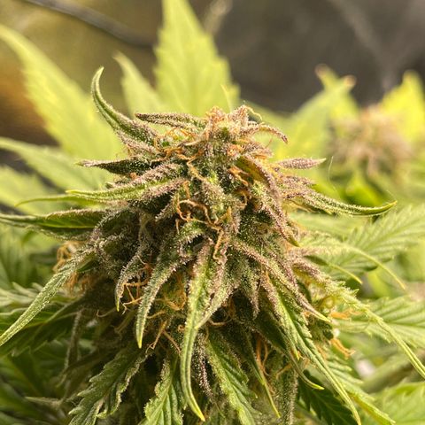 Watermelon candy  growlog timeline photo
