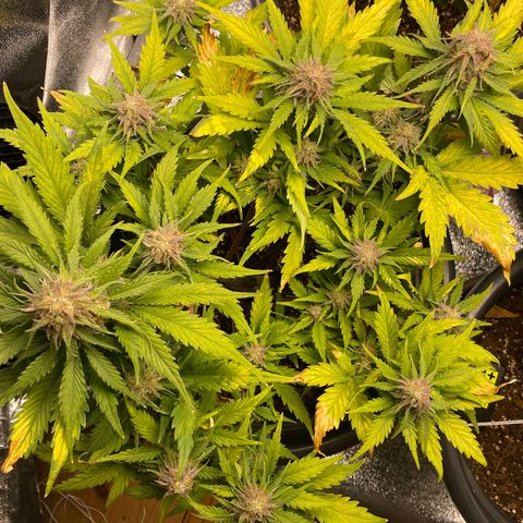 Watermelon candy  growlog timeline photo