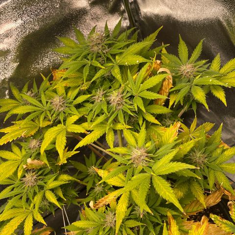 Pink Rozay growlog timeline photo