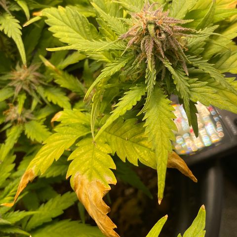 Watermelon candy  growlog timeline photo