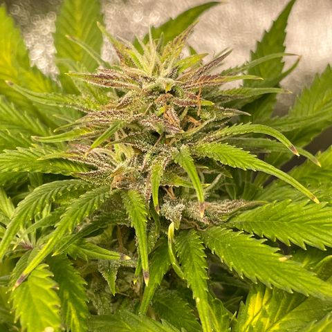 Pink Rozay growlog timeline photo