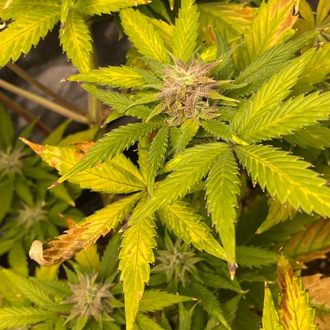 Pink Rozay growlog timeline photo