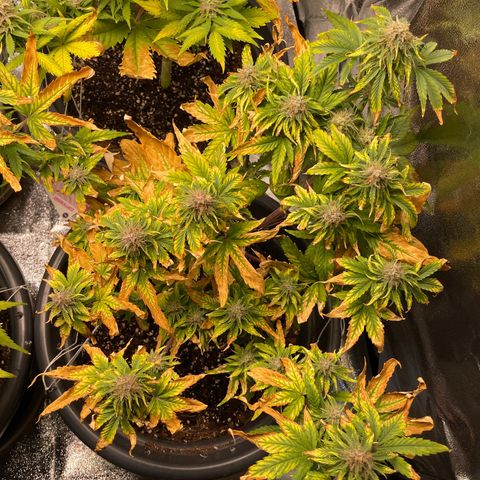 Runtz Auto growlog timeline photo