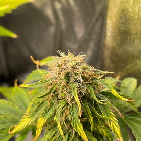 Runtz Auto growlog timeline photo