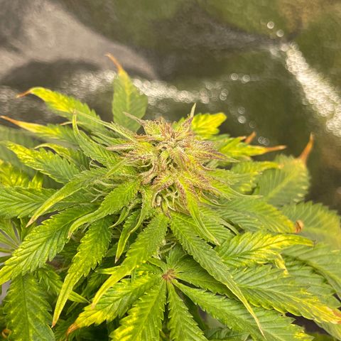 Sticky Beast Automatic growlog timeline photo