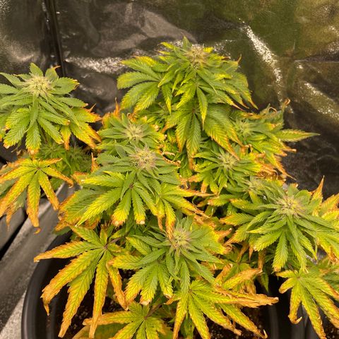Sticky Beast Automatic growlog timeline photo