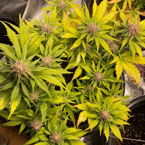 Watermelon candy  growlog timeline photo