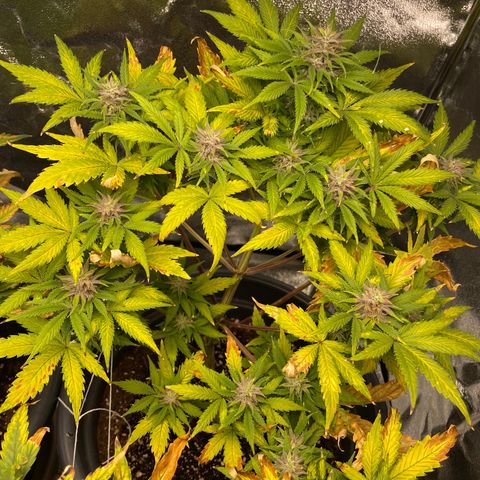 Pink Rozay growlog timeline photo