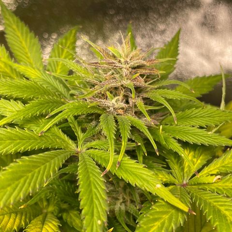 Pink Rozay growlog timeline photo