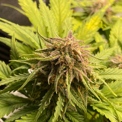 Watermelon candy  growlog timeline photo