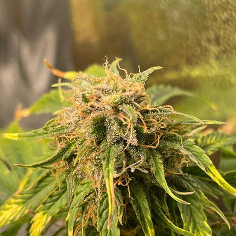 Runtz Auto growlog timeline photo
