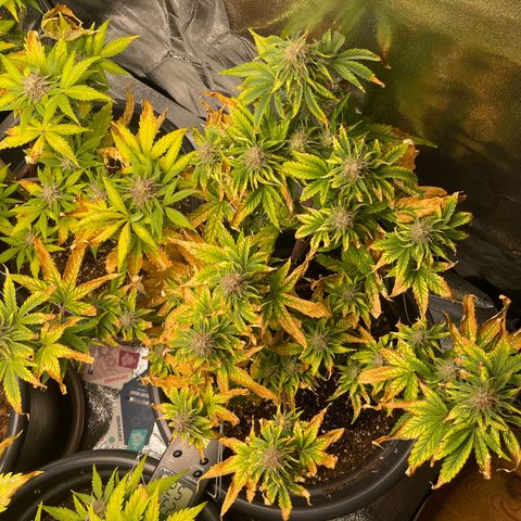 Runtz Auto growlog timeline photo