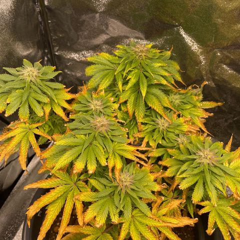 Sticky Beast Automatic growlog timeline photo