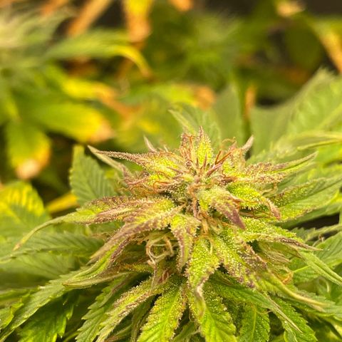 Sticky Beast Automatic growlog timeline photo