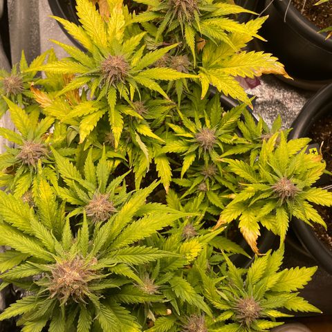 Watermelon candy  growlog timeline photo