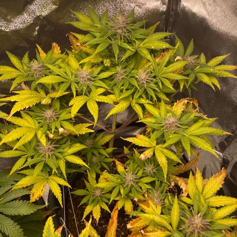 Pink Rozay growlog timeline photo