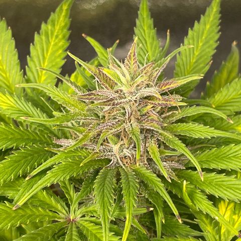 Pink Rozay growlog timeline photo