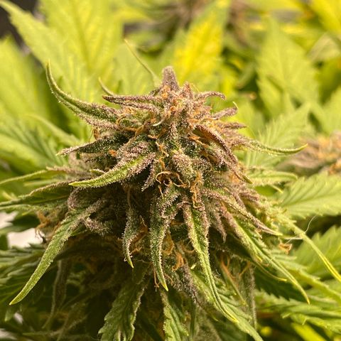 Watermelon candy  growlog timeline photo