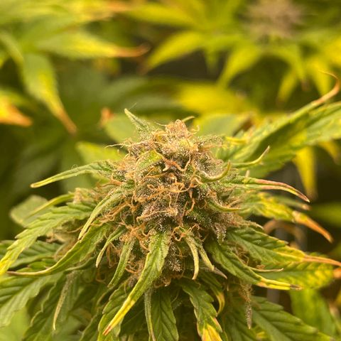Runtz Auto growlog timeline photo