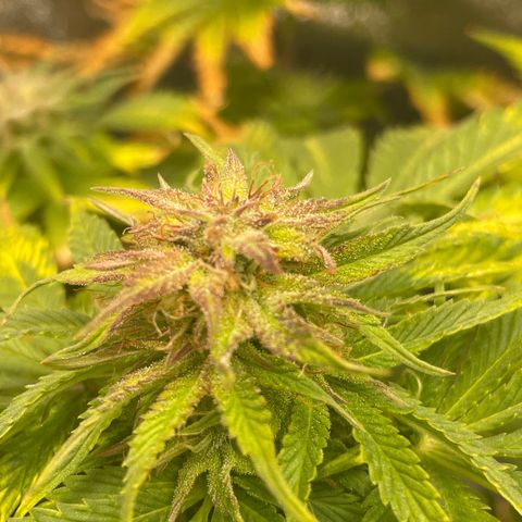 Sticky Beast Automatic growlog timeline photo