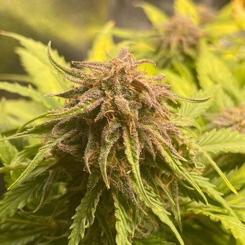 Watermelon candy  growlog timeline photo
