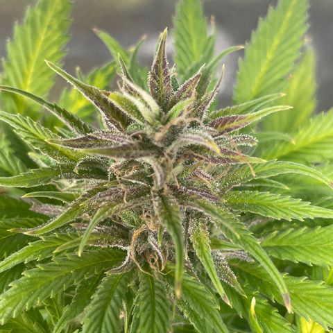 Pink Rozay growlog timeline photo