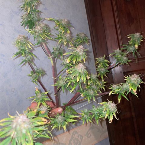 Runtz Auto growlog timeline photo