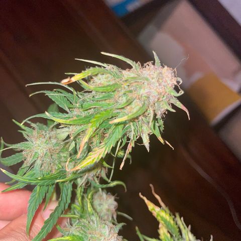 Runtz Auto growlog timeline photo