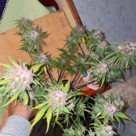 Watermelon candy  growlog timeline photo