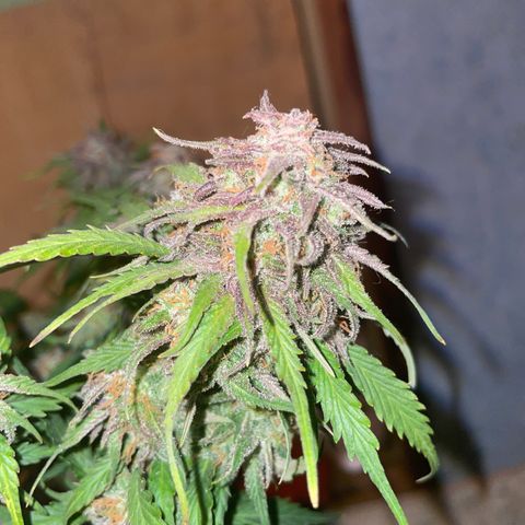 Watermelon candy  growlog timeline photo