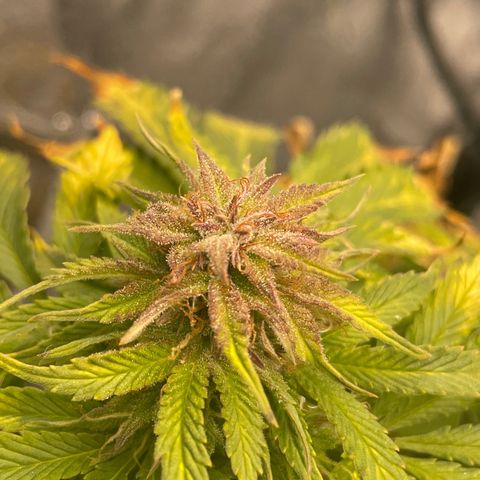 Sticky Beast Automatic growlog timeline photo