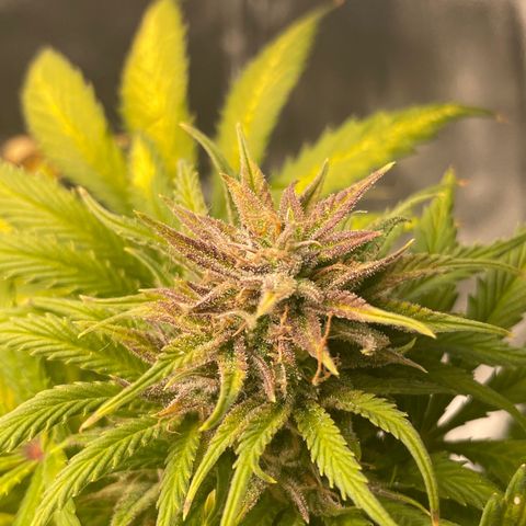 Pink Rozay growlog timeline photo