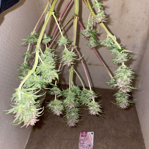 Pink Rozay growlog timeline photo
