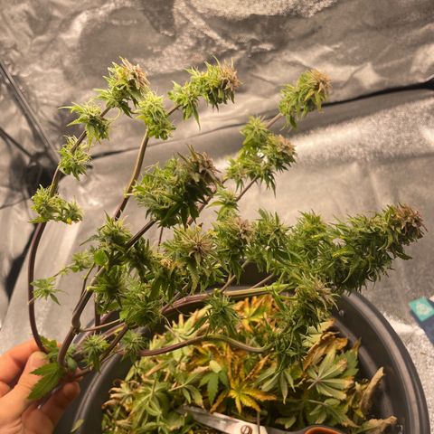Sticky Beast Automatic growlog photo: Trop en retard … chao ✋🏼