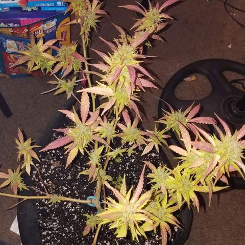 Unknown strain growlog photo: 🌱🔥