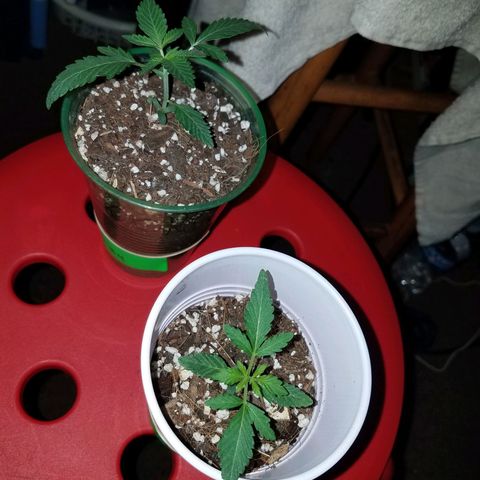 Unknown strain growlog photo: 🌱🔥