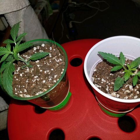 Unknown strain growlog photo: 🌱🔥
