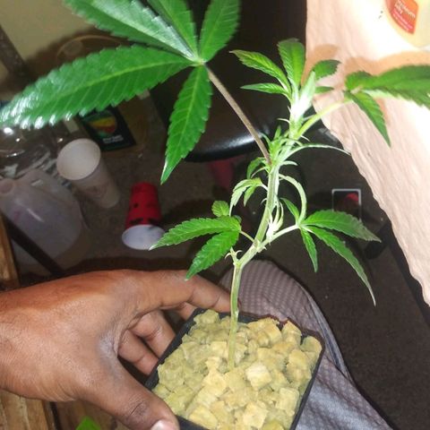 Unknown strain growlog photo: 🌱🔥