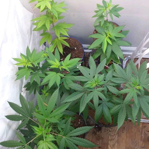 Unknown strain growlog photo: 🌱🔥