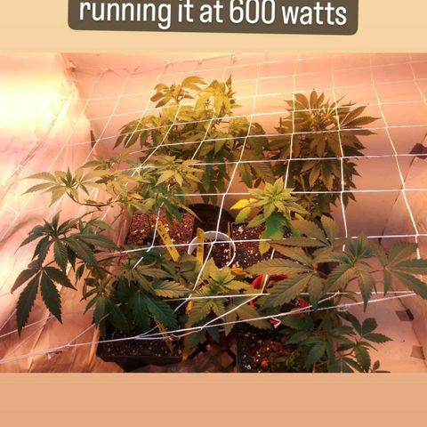 Unknown strain growlog photo: 🌱🔥